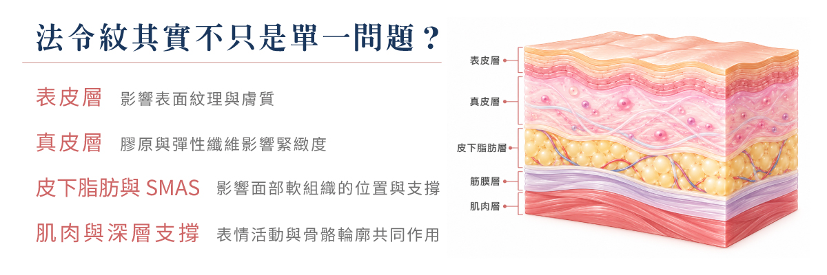 法令紋皮膚層次與形成機制